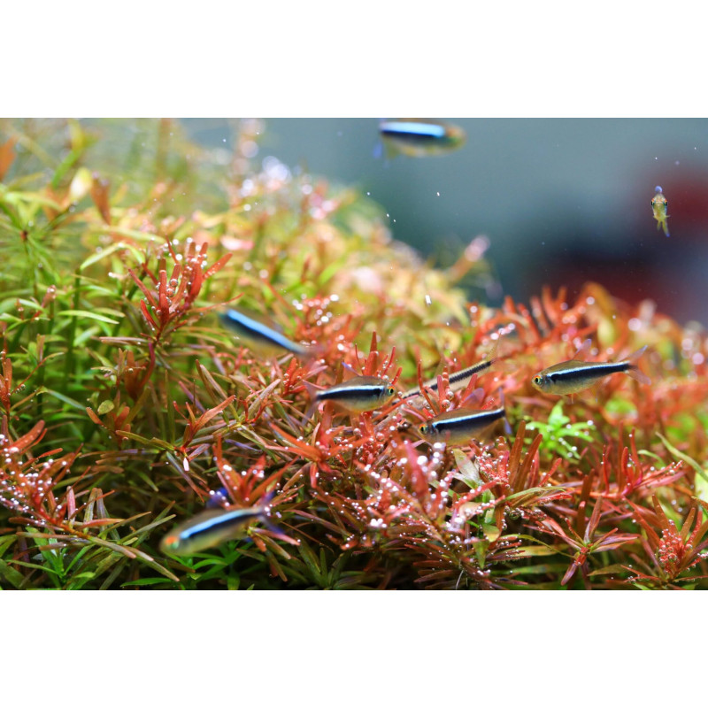 Twinstar A Line Twinstar A Line