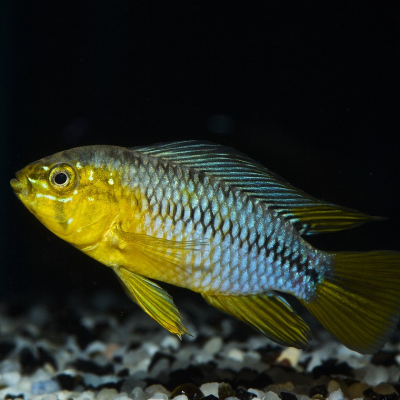 Apistogramma borellii