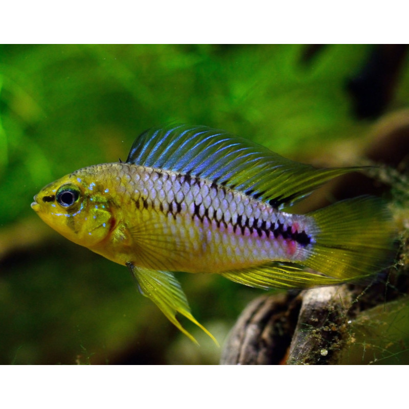 Apistogramma borellii