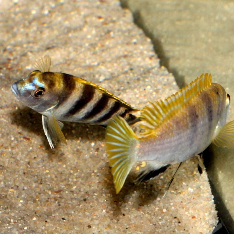 Labidochromis caeruleus 6-7cm - Cíclido limón