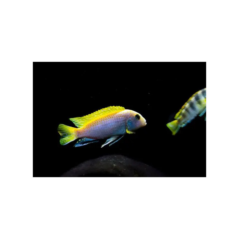Labidochromis caeruleus 5-6cm - Ciclídeo Limão