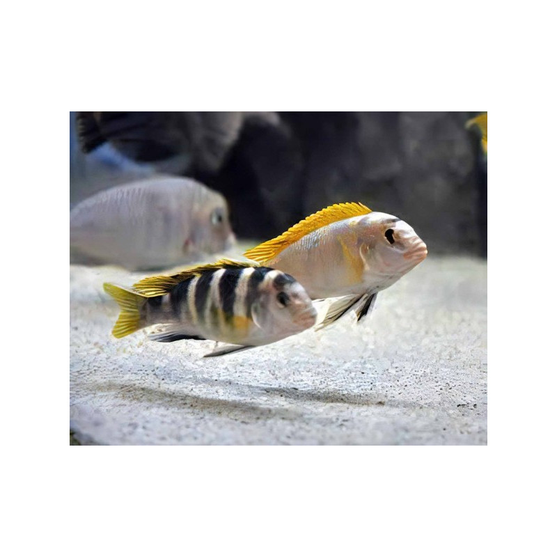 Labidochromis caeruleus 5-6cm - Ciclídeo Limão