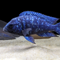 Placidochromis phenochilus lupingu 4-5cm Placidochromis phenochilus lupingu 4-5cm