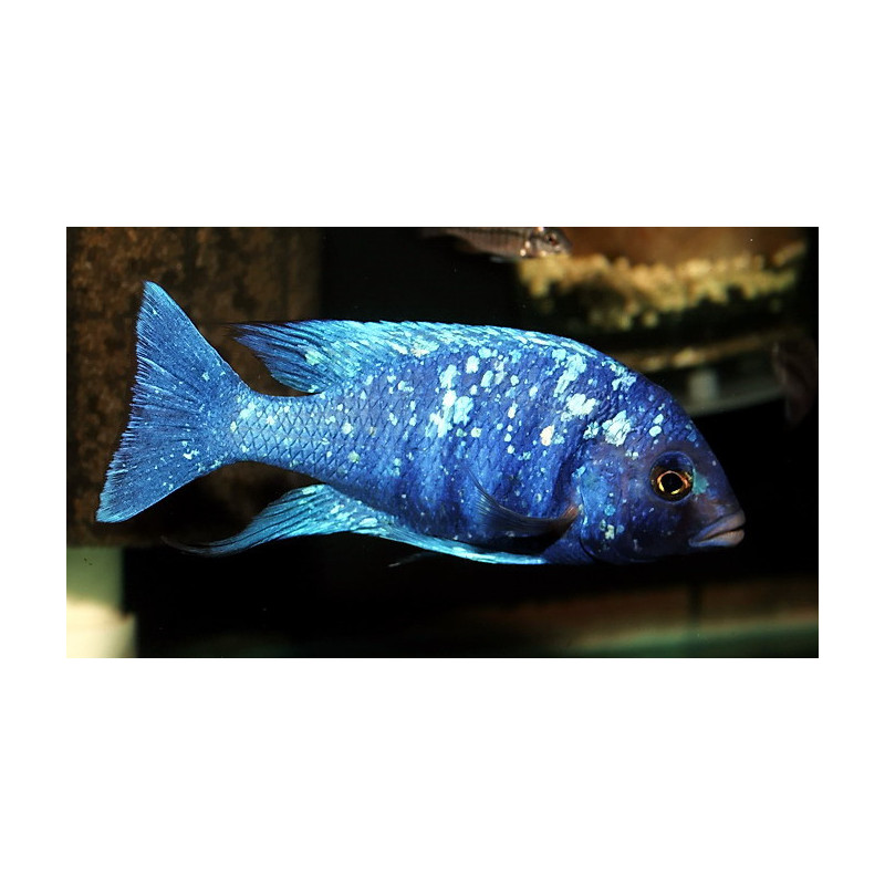 Placidochromis phenochilus lupingu 4-5cm Placidochromis phenochilus lupingu 4-5cm