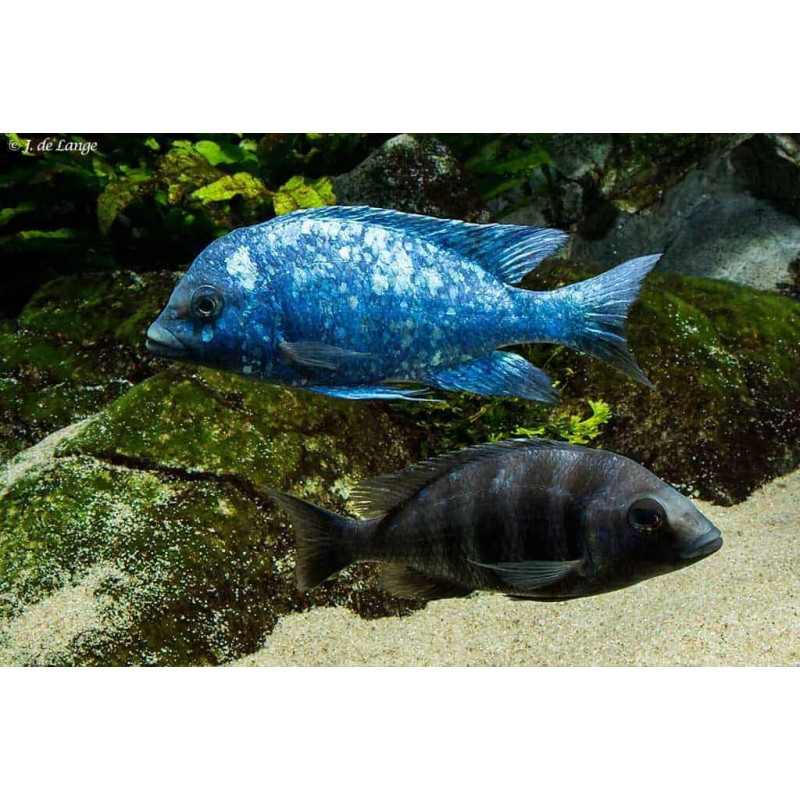 Placidochromis phenochilus lupingu 4-5cm