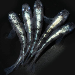 Oryzias latipes Black & White Marble Medaka Oryzias latipes Black & White Marble Medaka