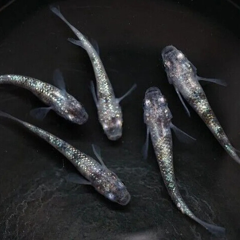 Oryzias latipes Black & White Marble Medaka Oryzias latipes Black & White Marble Medaka