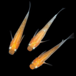 Oryzias latipes Orange & White Oryzias latipes Orange & White
