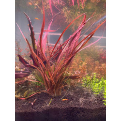 Cryptocoryne spiralis 'Tiger' in vitro Cryptocoryne spiralis 'Tiger' in vitro