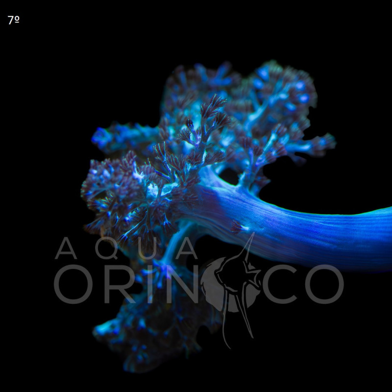 Capnella Green Kenia Tree