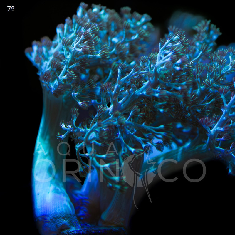 Capnella Green Kenia Tree