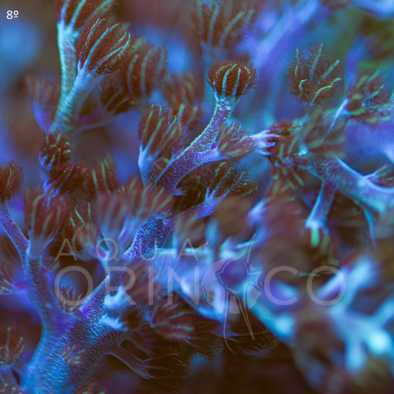 Capnella Green Kenia Tree