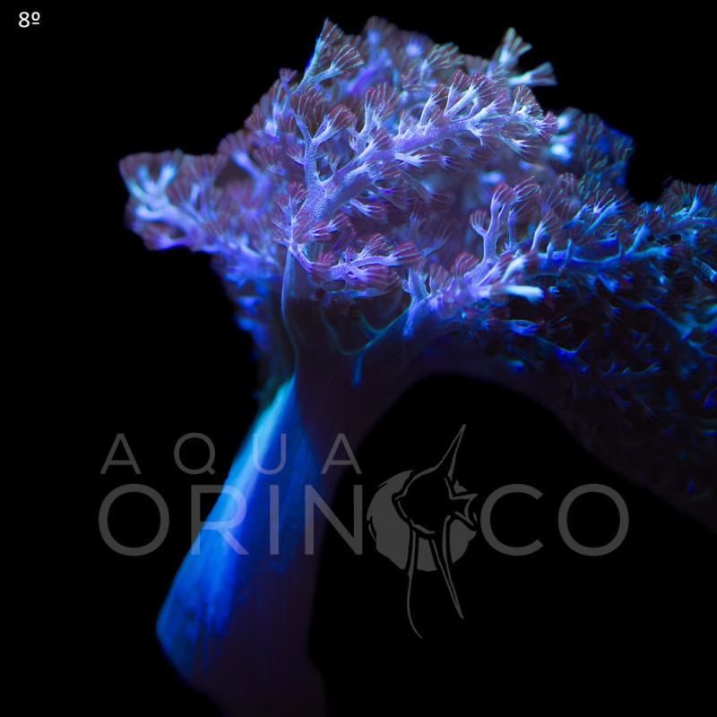 Capnella Green Kenia Tree