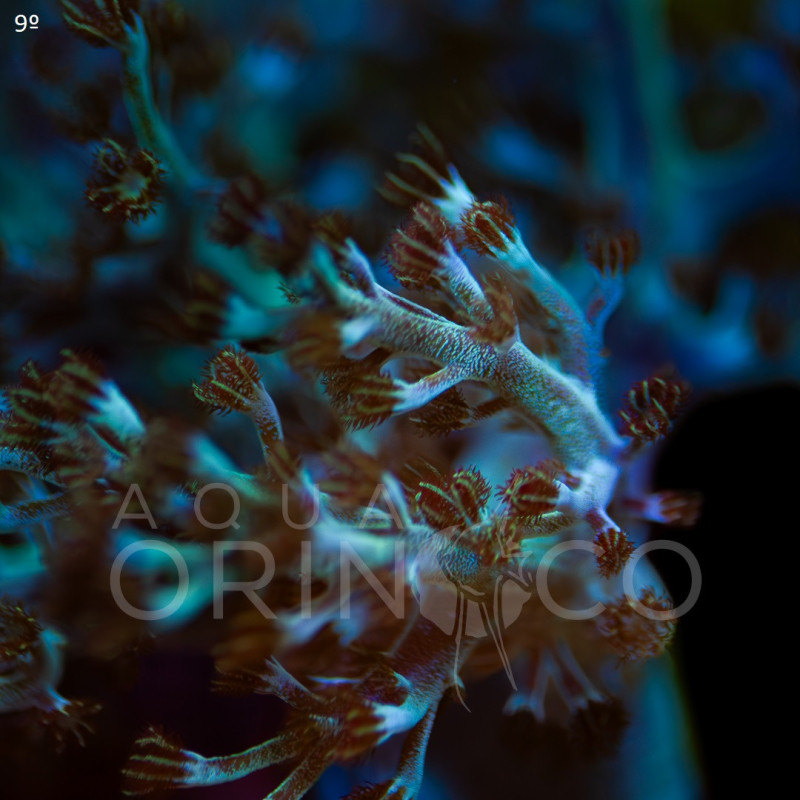 Capnella Green Kenia Tree