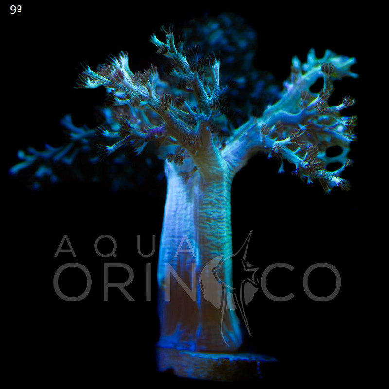 Capnella Green Kenia Tree