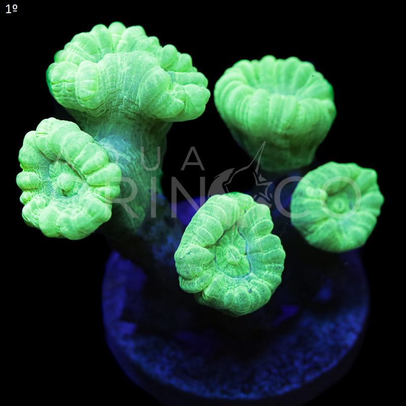 Caulastrea Curvata Green Flour II