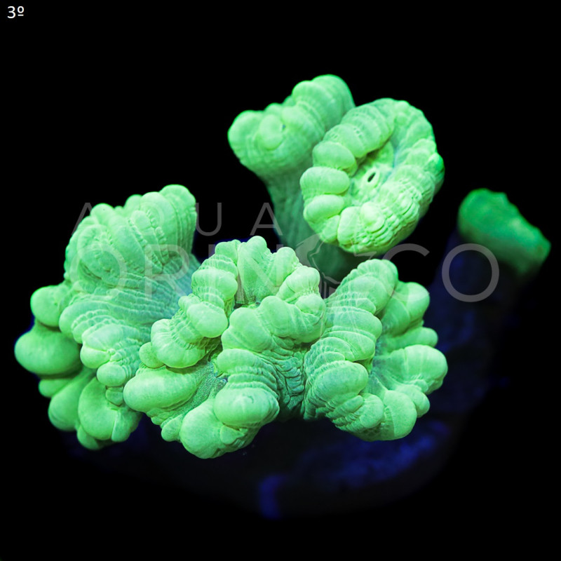 Caulastrea Curvata Green Flour II