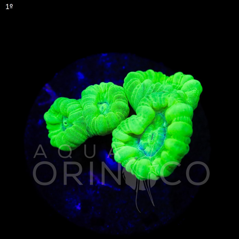 Caulastrea Curvata Green Flour III