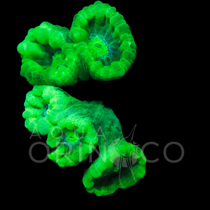 Caulastrea Curvata Green Flour Iv