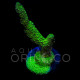 Montipora digitata Neon Green