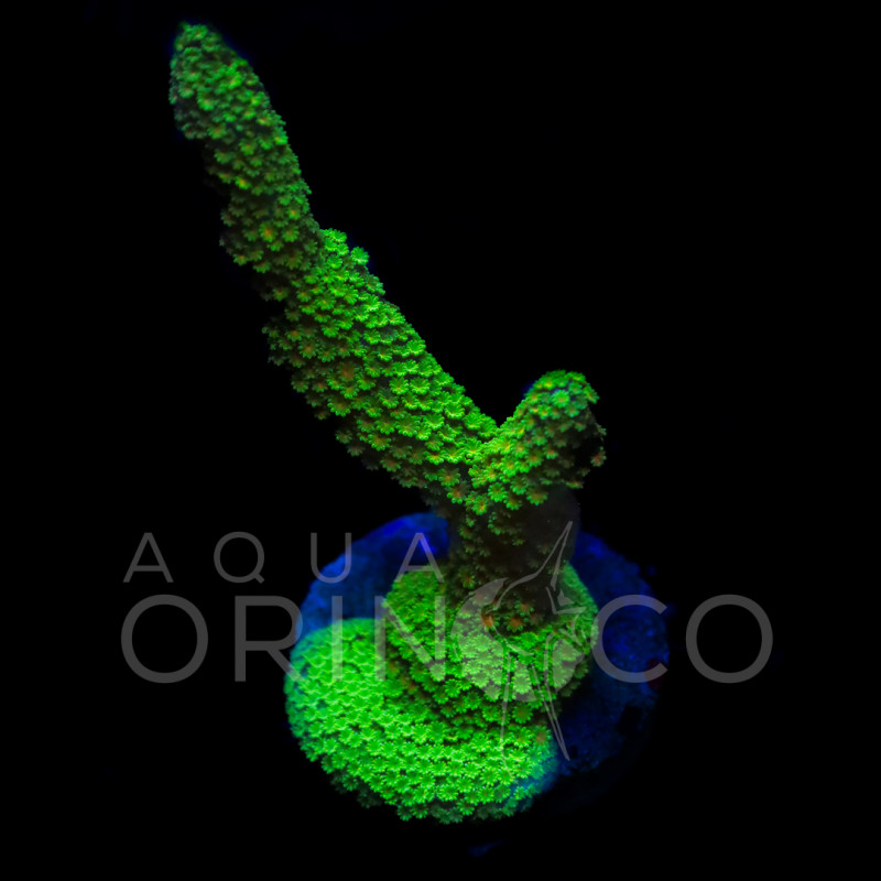 Montipora digitata Ultra Green  II