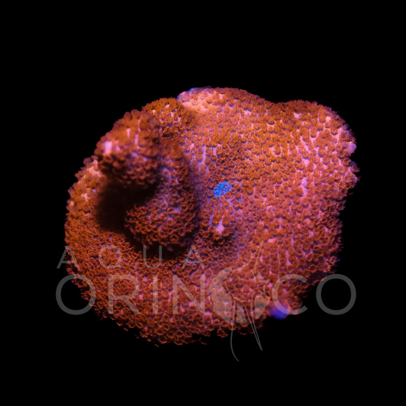 Montipora digitata Red