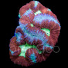 Lobophyllia Bicolor II WYSIWYG