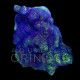 Montipora sp. Blueberry WYSIWYG