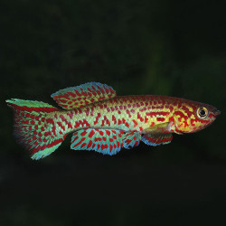 Aphyosemion gardneri akure Aphyosemion gardneri akure