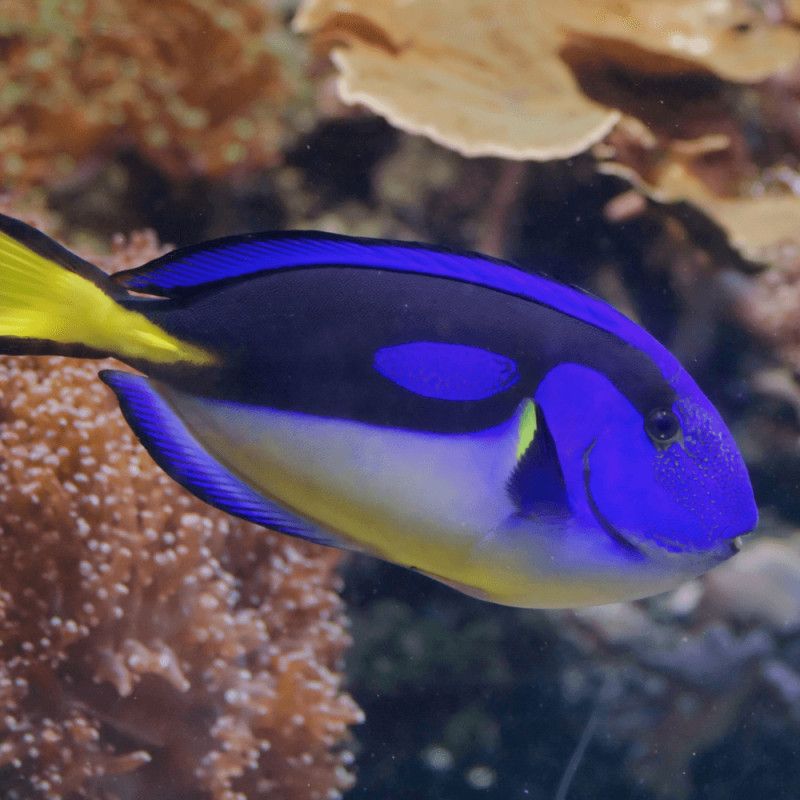 Paracanthurus hepatus yellow belly - Blue Tang