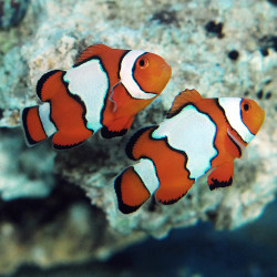 Amphipron Ocellaris XL Casal Amphipron Ocellaris XL Casal