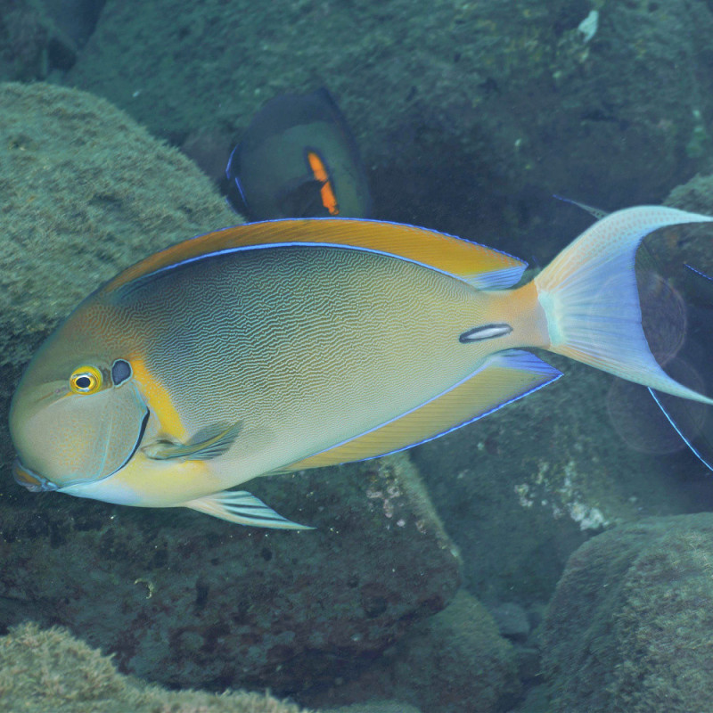 Acanthurus bariene