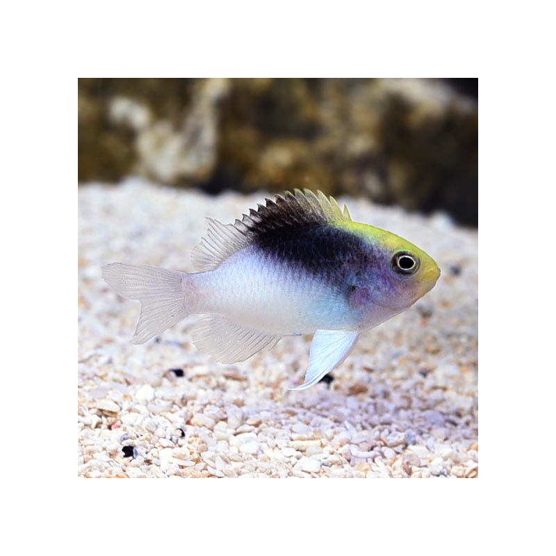 Chrysiptera rollandi - Tricolor Damsel