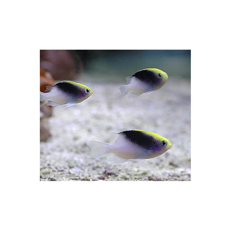 Chrysiptera rollandi - Tricolor Damsel