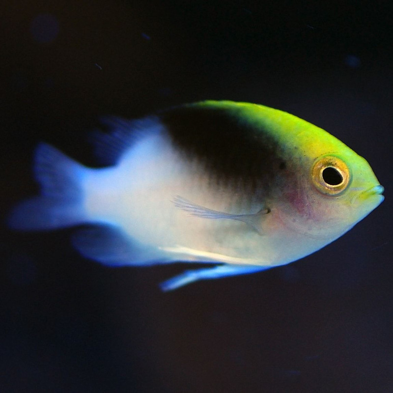 Chrysiptera rollandi - Tricolor Damsel