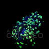 Euphyllia parancora Blotchi