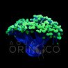 Euphyllia parancora Blotchi VI
