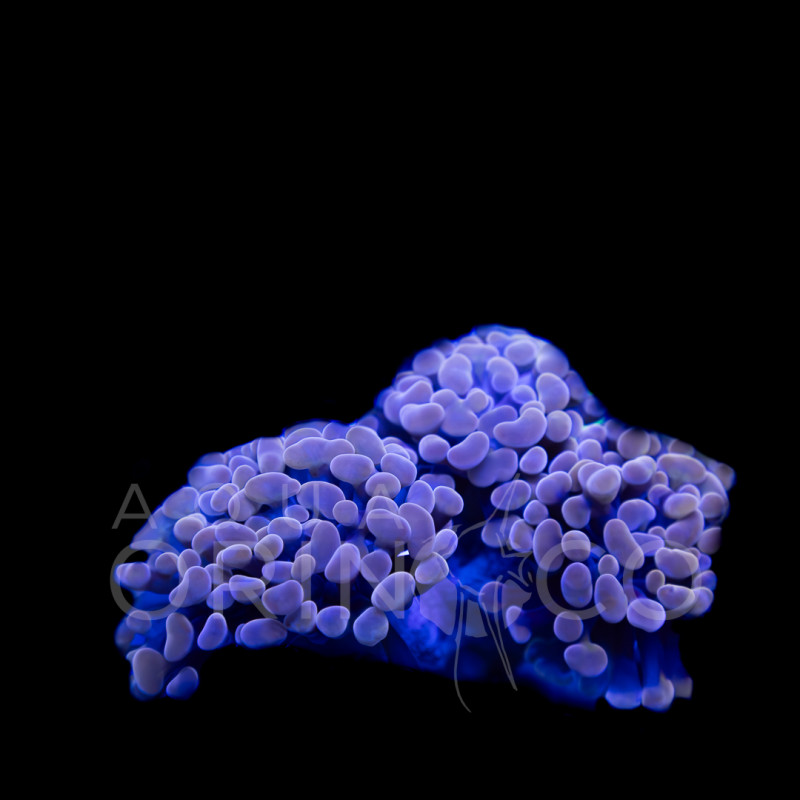 Euphyllia parancora Pink IV