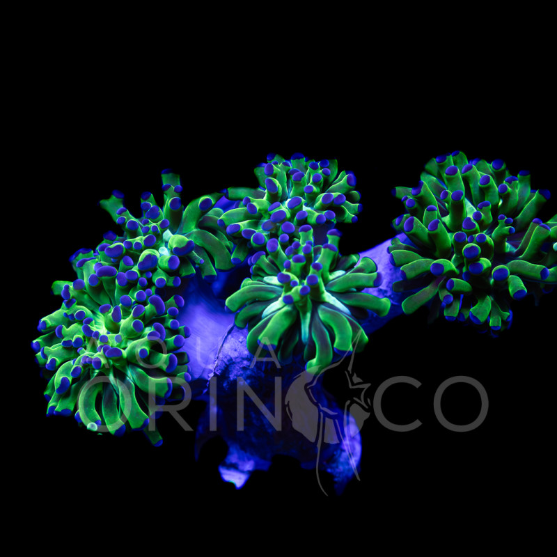 Euphyllia parancora Reverse VI