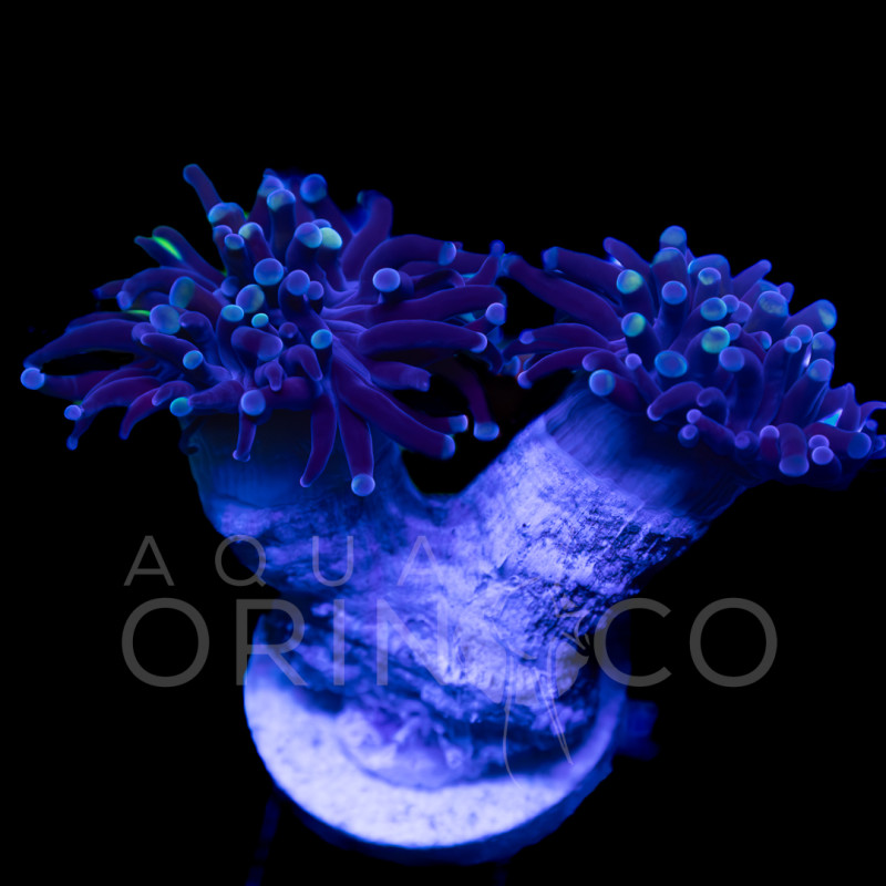 Euphyllia parancora Teal