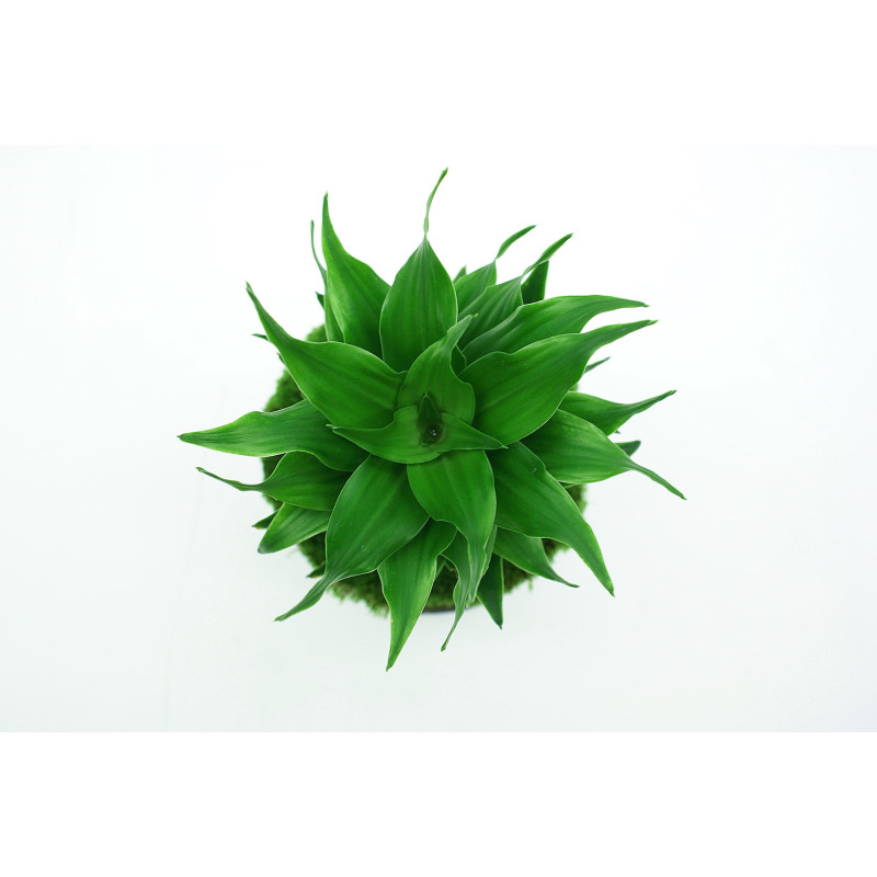 YOKUSHI Tensui Mist YOKUSHI Tensui Mist