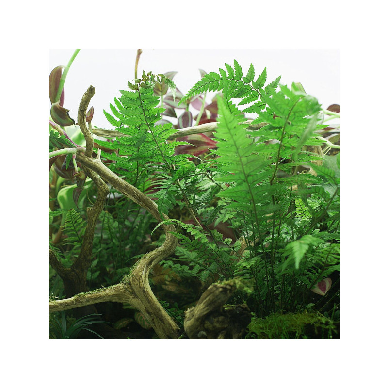 YOKUCHI HOHI Caps YOKUCHI HOHI Caps