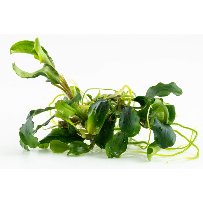 Bucephalandra pygmaea 'Bukit Kelam' in vitro Bucephalandra pygmaea 'Bukit Kelam' in vitro