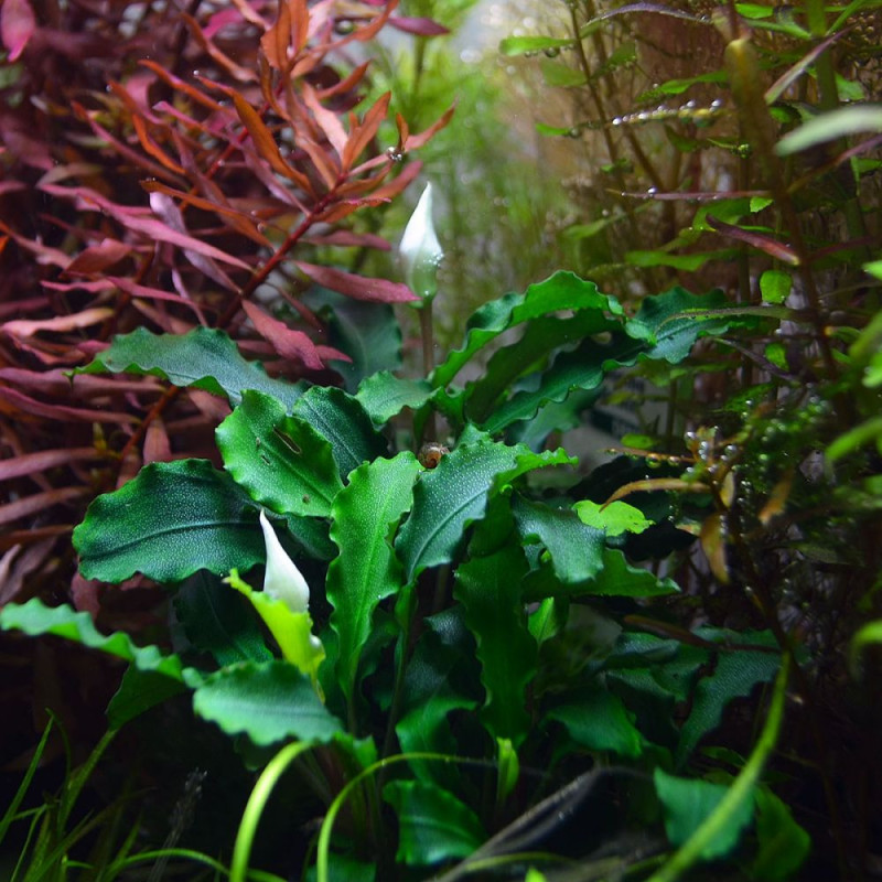 Bucephalandra pygmaea 'Bukit Kelam' in vitro