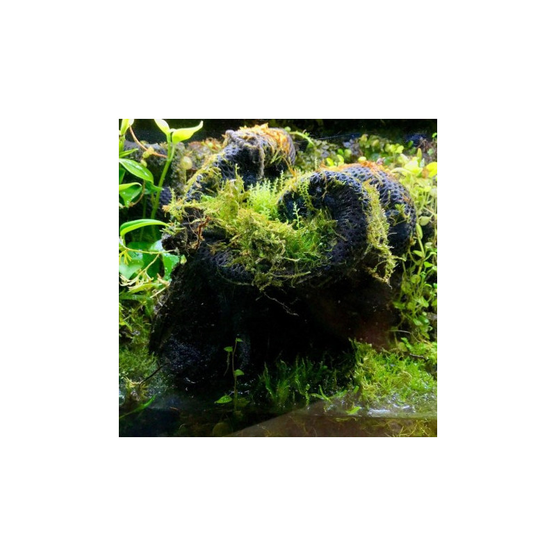 Malha para plantas Rainforest plant cotton - Reptizoo