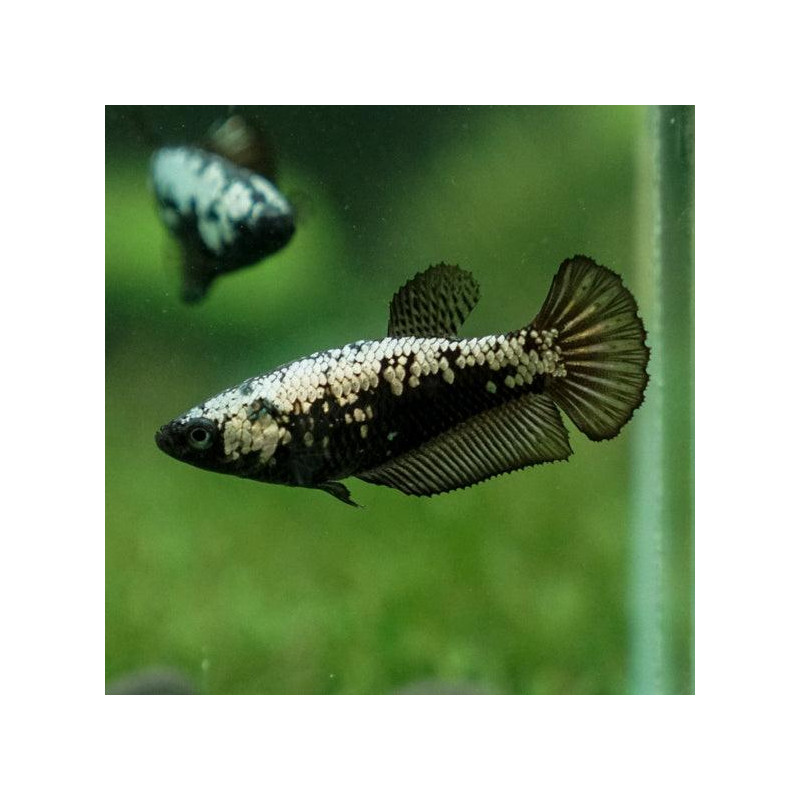 Betta Nemo Plakat - Hembra