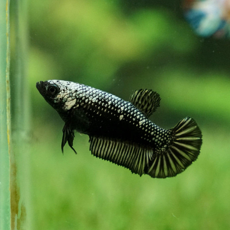 Betta Nemo Plakat - Female