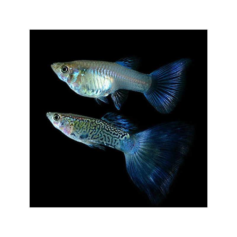 Guppy Blue Snakeskin - Poecilia reticulata (Pares)