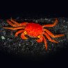 Red Tomato Crab (Geosesarma sp.)