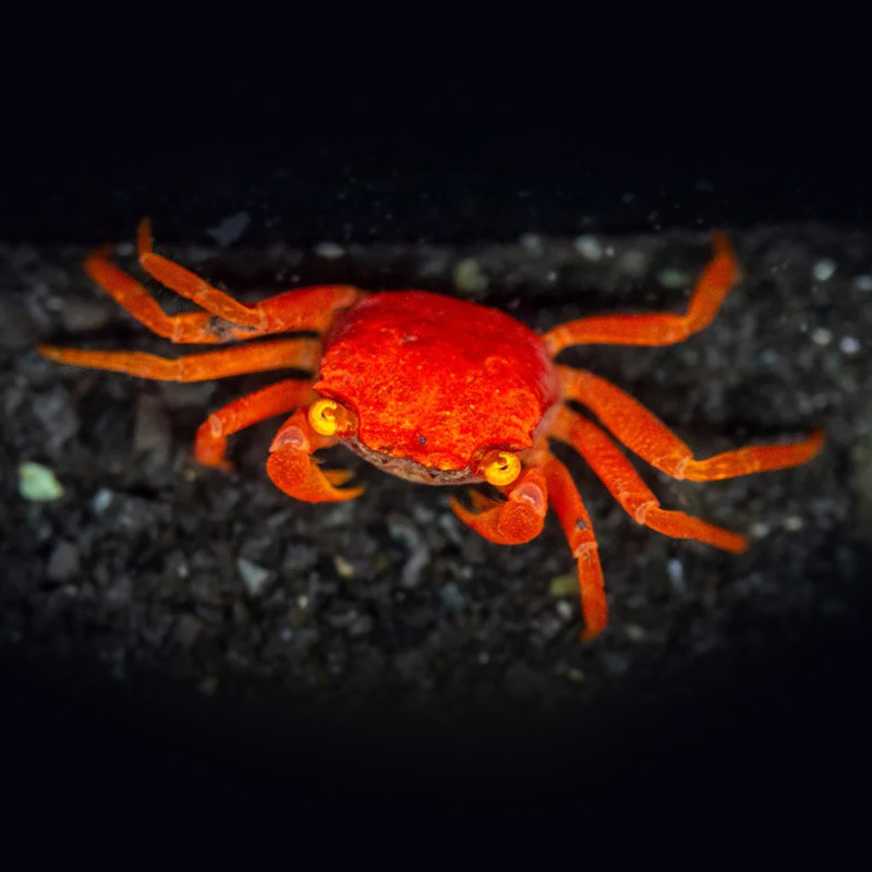 Red Tomato Crab (Geosesarma sp.)